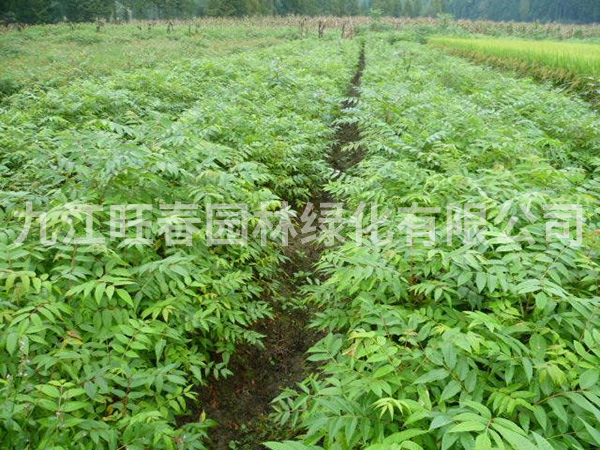 欒樹(shù)